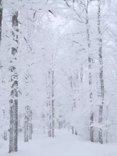 залепило, зима, деревья, снег