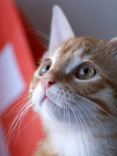kitty, швейцария, котенок, кот