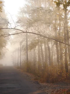 осень, дорога, туман, деревья