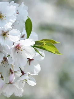 белые, зеленый, размытость, лепестки, природа, сакура, цветение, красота, макро, листок, цветы