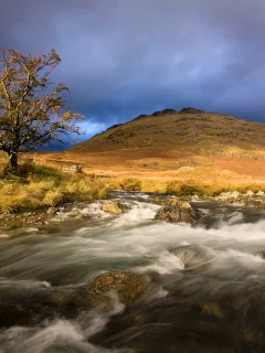 камни, дерево, река, природа, гора, поток