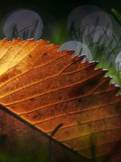 листик, макро, трава, leaves