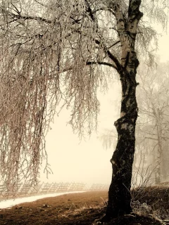 берёза, дерево, туман, дорога, зима, изгородь, снег, иней