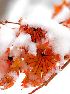 fire and snow, осень, зима, winter, листва
