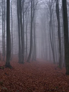 туман, лес, деревья, опавшие листья, осень