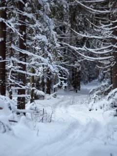 тропинка, зима, снег, лес
