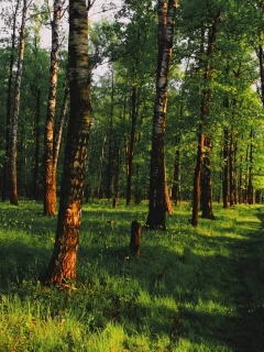 солнечный свет, тени, лес, березы, пейзаж, утро, зелень