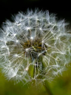 одуванчик, супер макро, dandelion