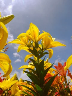 цветы, a new beginning, желтые