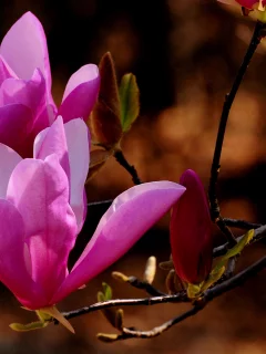 nature, веточка, природа, цветы