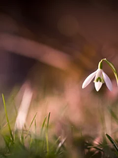 трава, блики, фокус, стебель, macro, макро, лепестки, подснежник, цветы