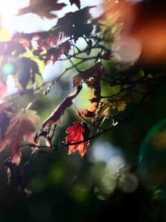wallpapers, дерево, обои, природа, свет, цвета, осень, листья, ветка, клен