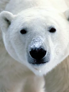 нос, wallpapers, мишка, обои, миша, зверь, белый, медведь, морда