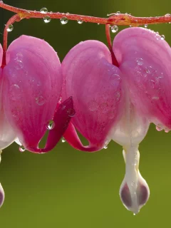 роса, капли, макро, flower, цветок, лепестки, macro