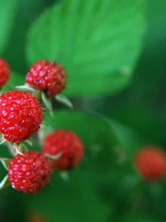 плоды, ветка, малинка, листья