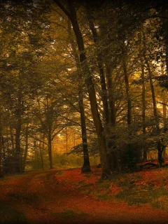 природа, осень, дорога, лес, листва
