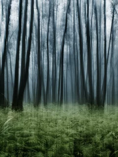эффект, nature, лес, папоротник, заросли, природа, деревья