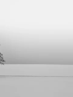 зима, дерево, снег