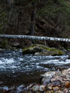 дерево, вода, камень, осень