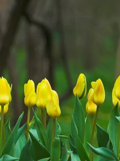 тюльпаны, природа, весна, цветы, фокус, бутоны, желтый