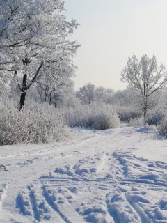 деревья в снегу, снег, утро, зима