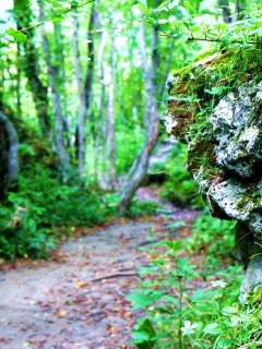 природа, тропинка, зелень, камни, трава, весна, лес, скалы