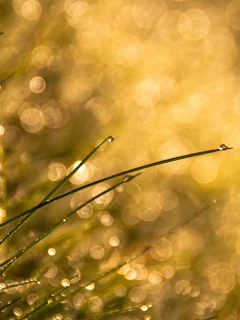 капли, bokeh, трава