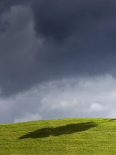 поле, небо, ветер, дерево