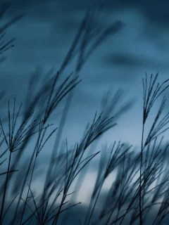 ростки, макро, восход, природа, облака, nature, синева, тучи, небо
