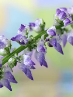 цветок, фиолетовый, макро, пестрый, фон