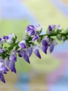 комнатный цветок, колеус, фиолетовый, желтый, голубой, пестрый, разноцветный, фон