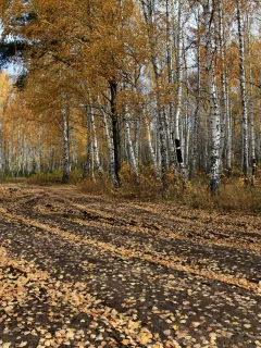 дорога, деревья, осень, лес