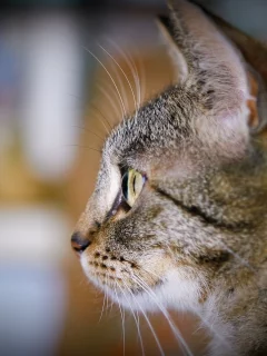 наблюдение, кот, интерес, кошка