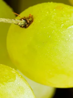 спелые, вкусно, фрукт, две, сочные, виноградинки