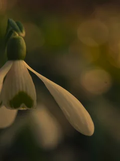 nature, snowdrop, подснежник, цветок, природа, 2560x1440, боке, bokeh, макро, macro, flower