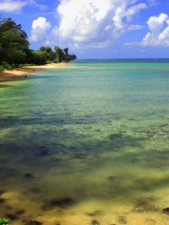 деревья, облака, вода, море