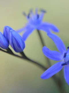первоцвет, цветок, подснежник, весна, макро, бутоны, пролеска, scilla bifolia, цветы, синий