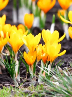 yellow flowers, весна, макро, крокусы, жёлтые, цветы