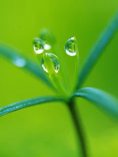 green, росток, капли, растение, макро, зеленый