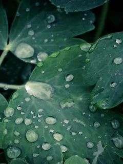 макро, капли, leaves, 2560x1600, вода, листки, water drops, macro