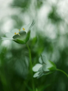 зеленый, трава, цвет, растения, green, природа, размытость, цветы, макро, фокус