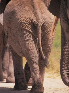 фото слонов, слоны, животные, большие животные, африка, elephants