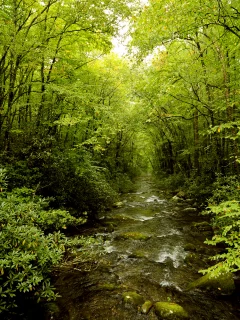 река, зелень, лес, природа