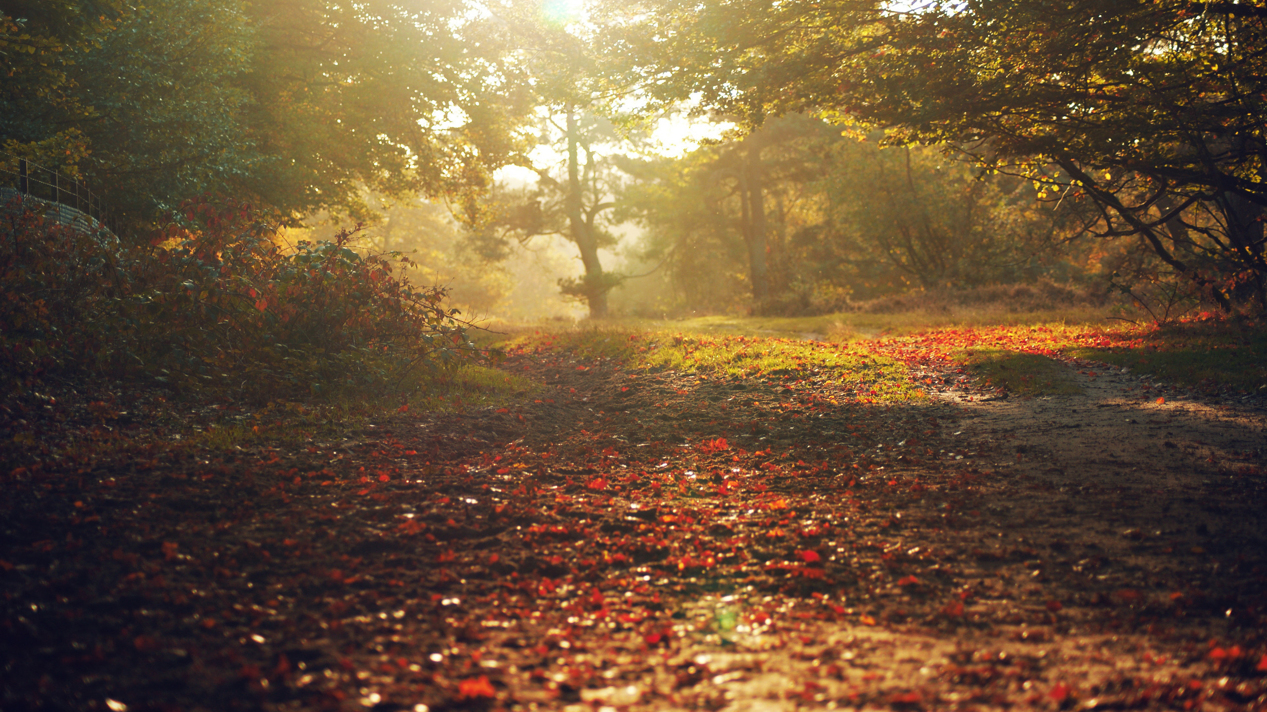 природа, парки, осень, осенние обои, листья, свет, лучи, леса, деревья
