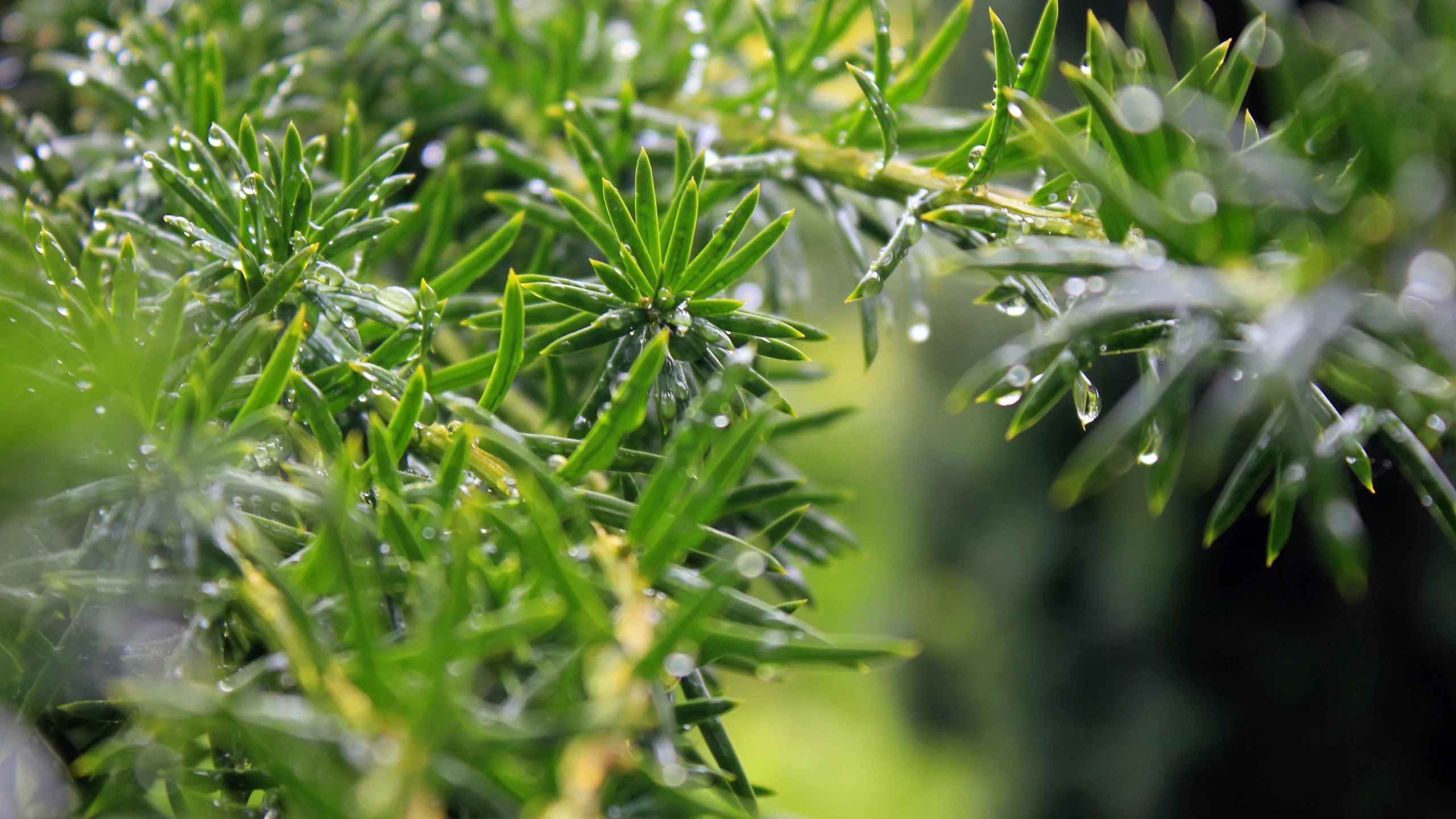 листья, leaves, nature, природа, water drops, macro, bokeh, боке, 2560x1600, капли воды, макро, greenery, зелень