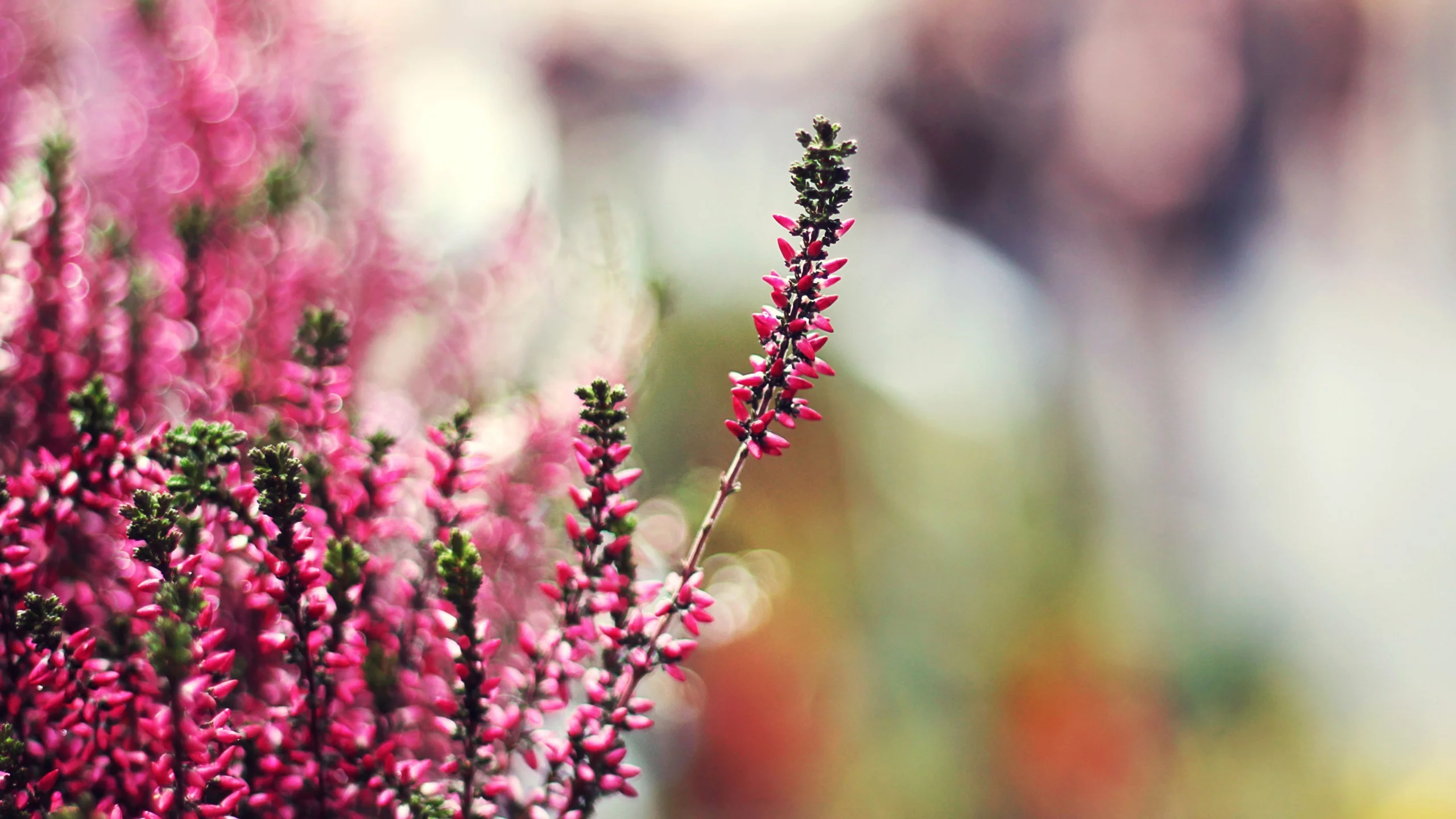 боке, вереск, tilt-shift, растение, эффект, pink heather