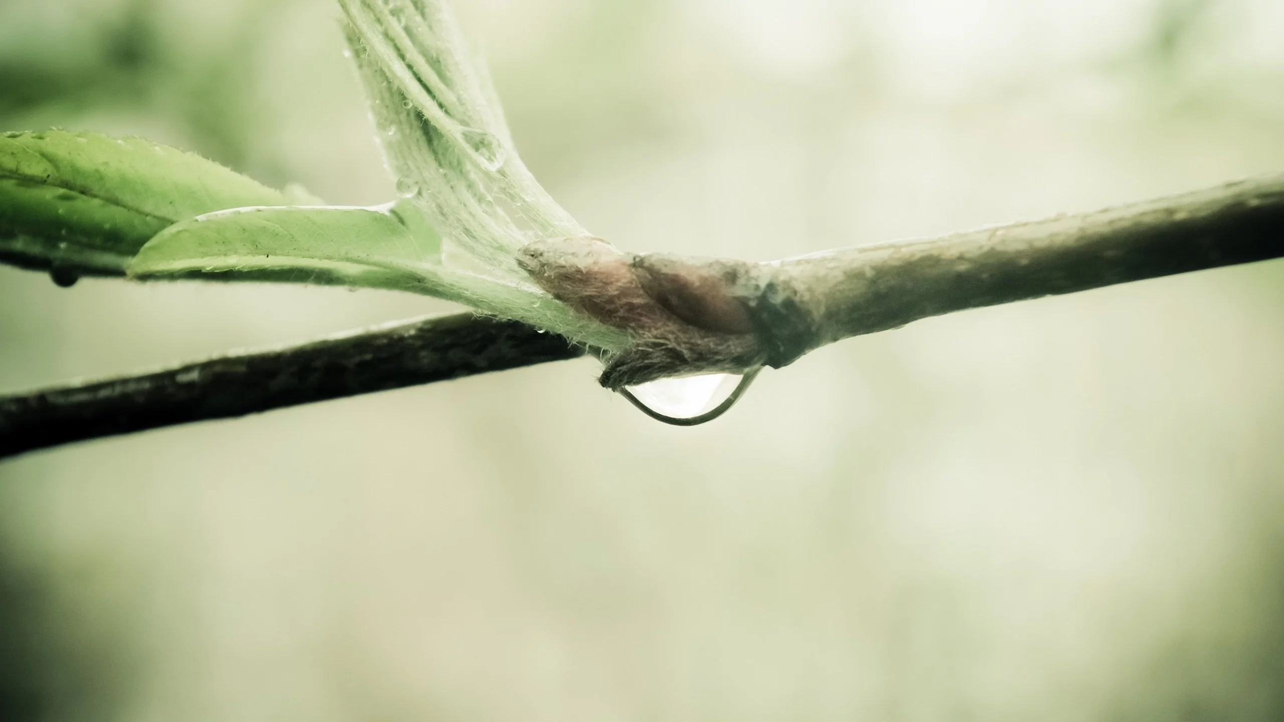 water drop, природа, sprout, nature, ветка, macro, branch, макро, 2560x1600, капля воды, росток