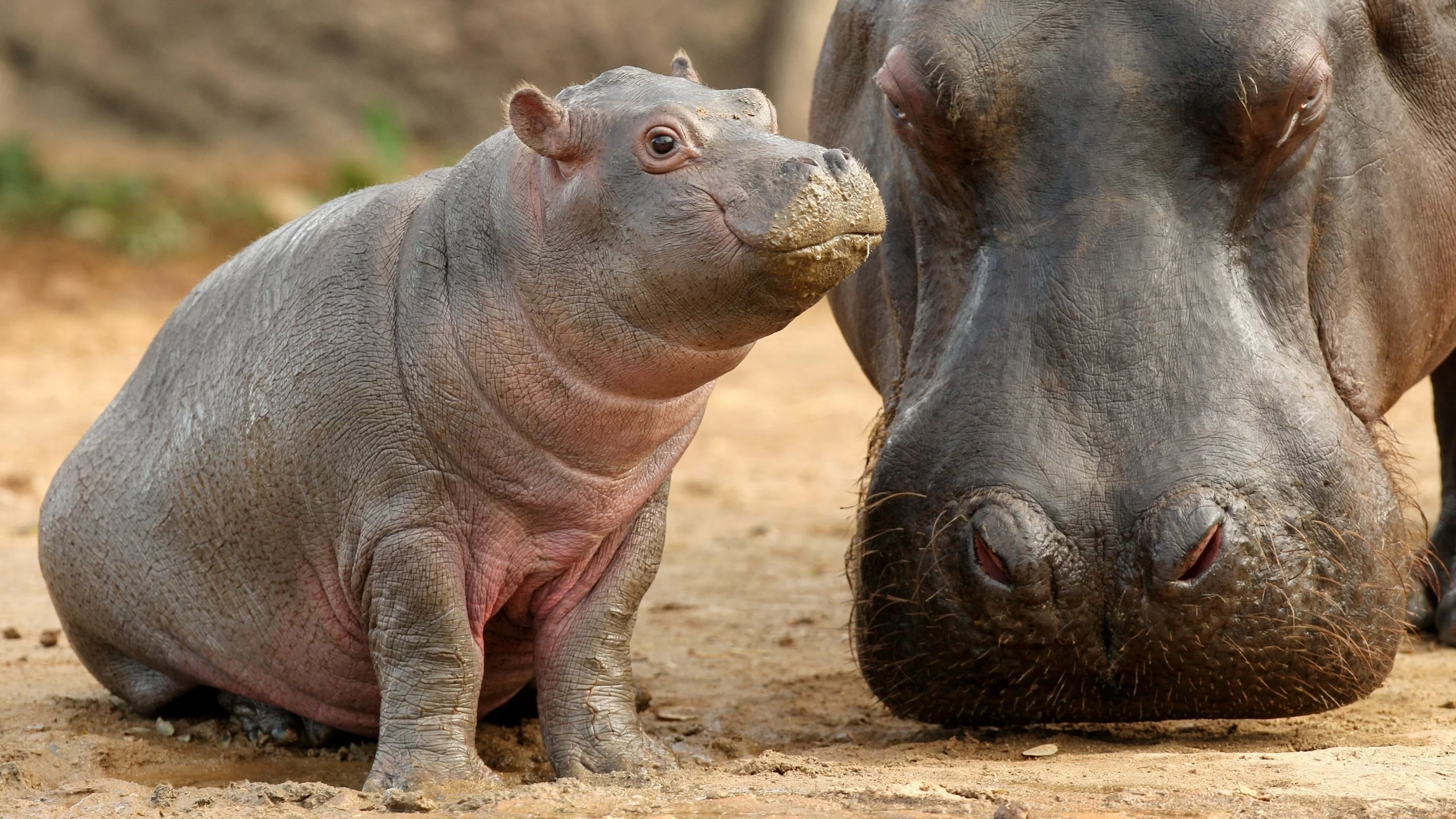 детеныш, гиппопотам, мать, бегемот, малыш, hippopotamus