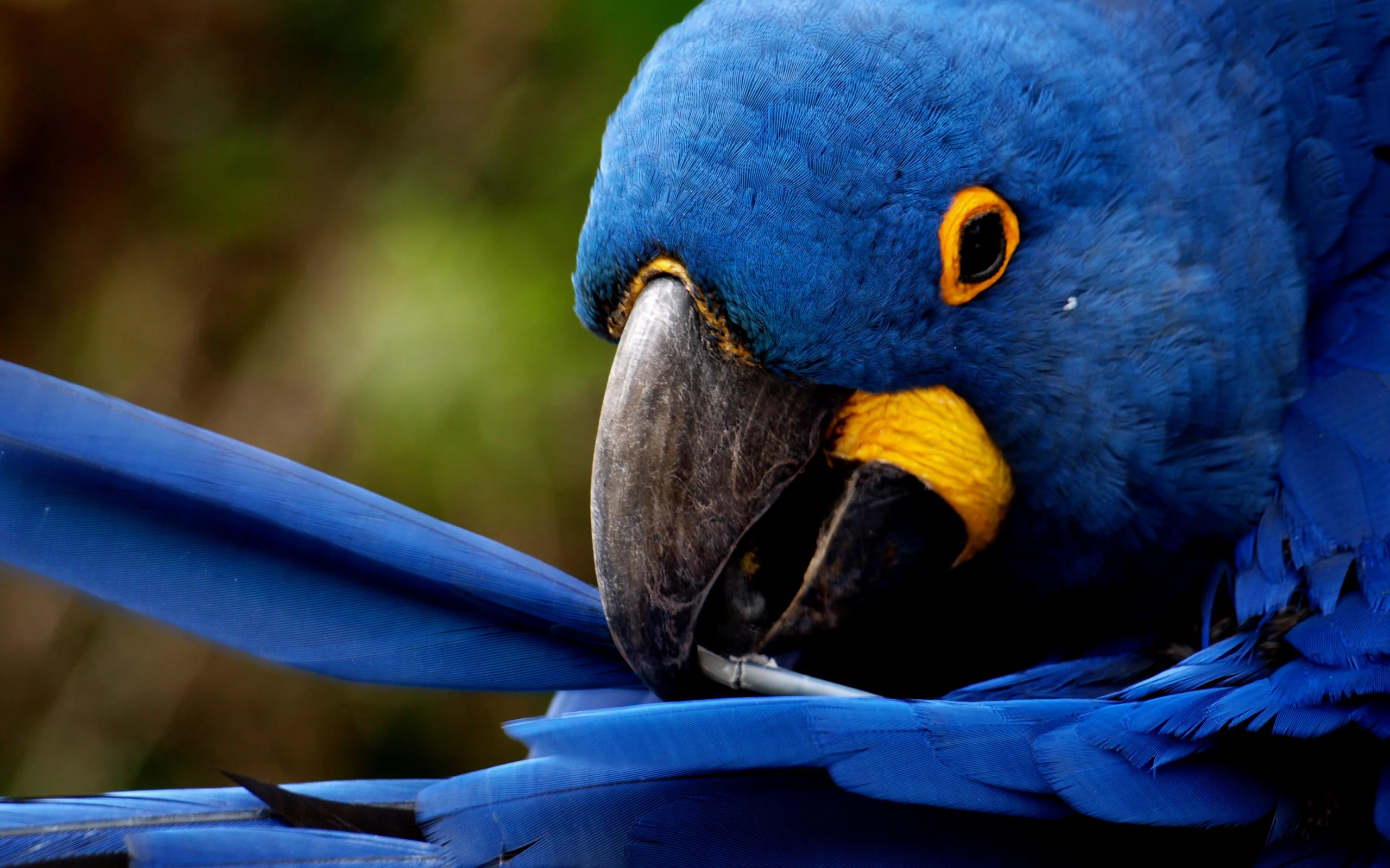 перья, blue feathers, чистит, попугай
