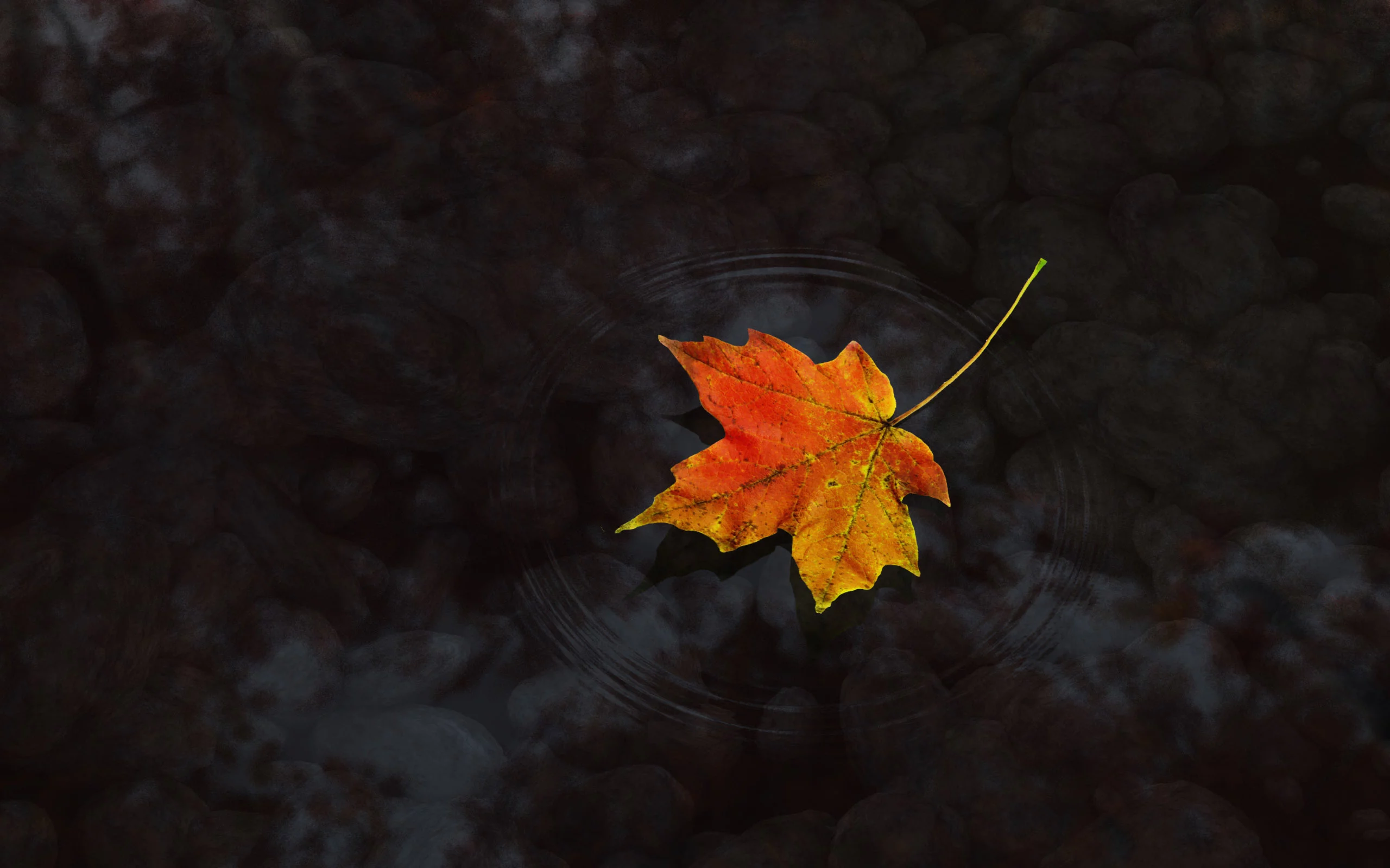 вода, осень, лист, cg